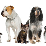 Pets