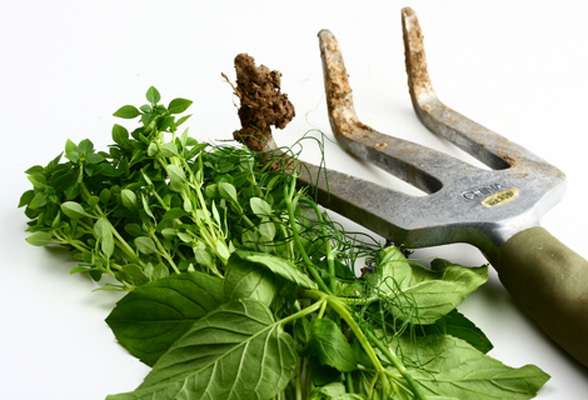 Find Your Green Thumb: Tips to Improve Your Garden This Spring