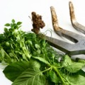 Find Your Green Thumb: Tips to Improve Your Garden This Spring