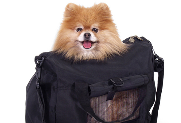 5 Tips on Traveling with Your Pet: Keeping Your Best Friend Comfortable on a Long Trip