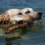 Keeping Pets Safe in the Summer Heat