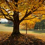 The Best Spots to Check out the Fall Foliage