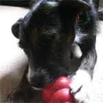 Thanksgiving Pet Tips