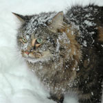 Winter Cats