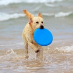 Protect Your Pets This Summer