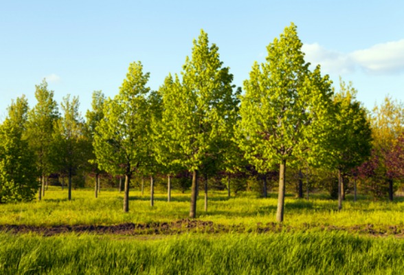 Plant a Tree…or Three!