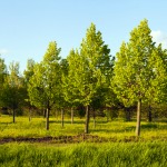 Plant a Tree…or Three!